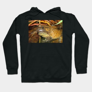 American Bullfrog Closeup and Personal Hoodie